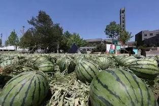 美术吃瓜,揭秘艺术圈的趣味瞬间