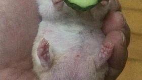 老王吃瓜不吐皮,揭秘瓜界奇人独门秘技