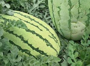 梦见沙洞里吃瓜,沙洞瓜香，探寻梦境中的神秘瓜果之旅