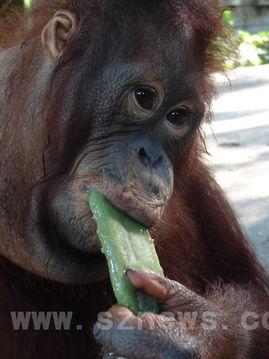 吃瓜七颗猩猩,揭秘热带雨林中的趣味生活