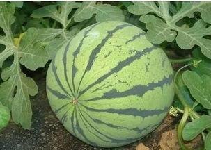 西瓜从小瓜到大瓜多久可以吃