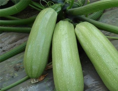 吃恩瓜有什么好处,揭秘吃恩瓜的五大益处”