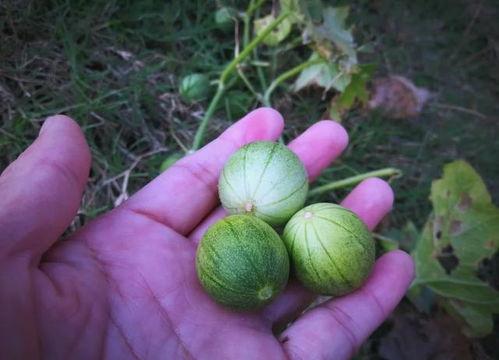 可当水果吃的瓜,盘点那些可当水果吃的美味瓜类