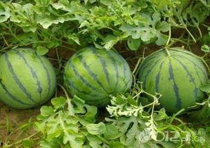 孕妇梦见切西瓜吃瓜,切西瓜吃瓜的寓意与启示