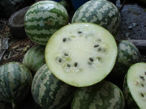 狗可以吃绿宝瓜,绿宝瓜，狗狗的新宠