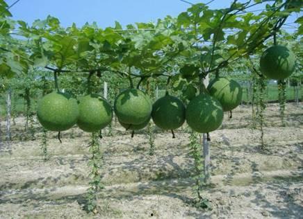 吃瓜萎好吃,一网打尽美味瓜果佳肴