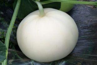 梨瓜吃热还是吃凉,热食还是凉食，口感与营养的完美平衡