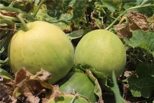 吃瓜吃甜瓜,揭秘吃瓜吃甜瓜的乐趣与奥秘