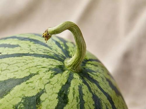 吃瓜上海麻麻,品味沪上美食，畅谈生活点滴