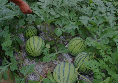 河南淇县吃瓜视频