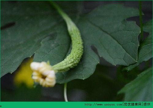 打胎后什么瓜可以吃,打胎后适宜食用的瓜类推荐