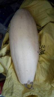 吃瓜大白62,一场网络红人的崛起之路