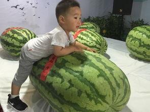 吃瓜事件莱芜,一场网络舆论的风暴与反思